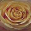 Yellow Rose NB