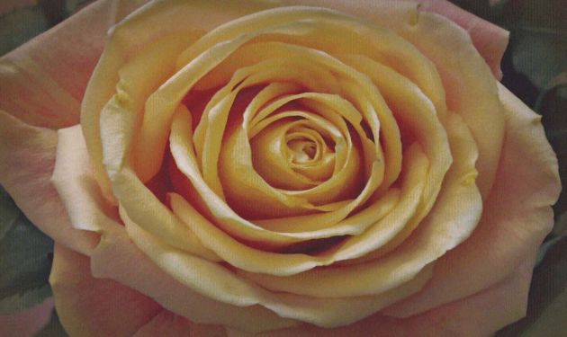 Yellow Rose NB
